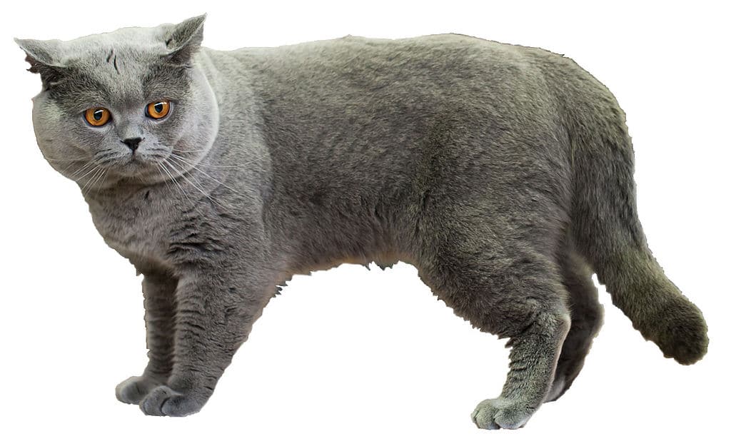 1024px British Shorthair Fond Blanc