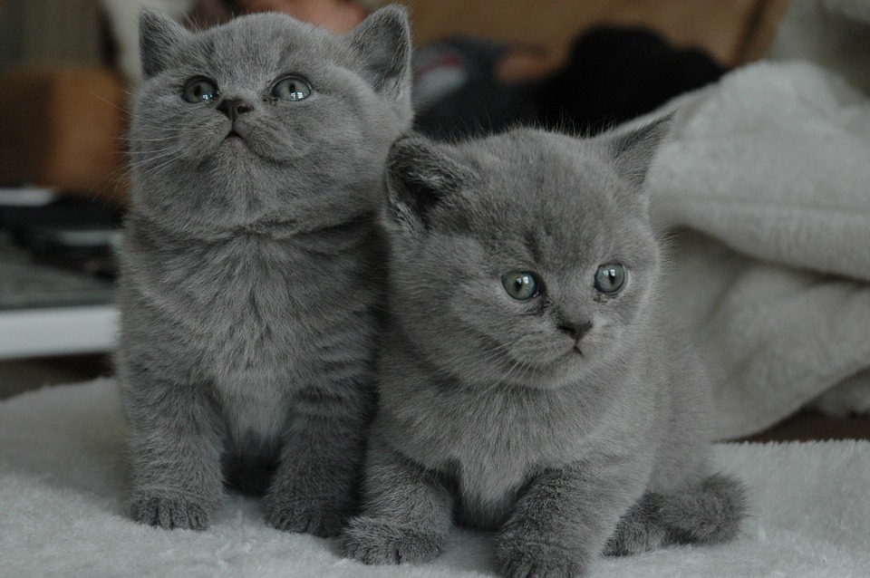 Tout Savoir Sur Le British Shorthair Un Chat Parfait Pour Toute La Famille